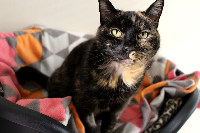Cats Protection Canterbury - Molly Carousel 1