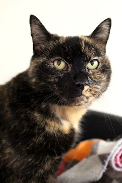 Cats Protection Canterbury - Molly Carousel 2