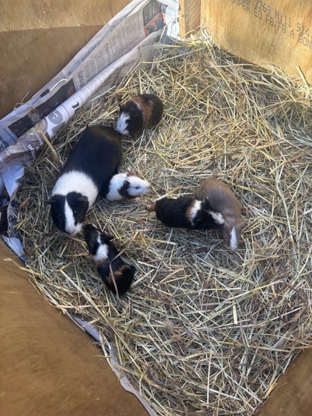 Cute Baby Guinea Pigs Carousel 1