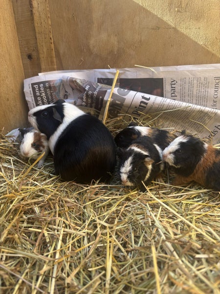 Cute Baby Guinea Pigs Carousel 2