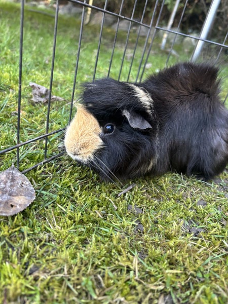Cute Baby Guinea Pigs Carousel 20
