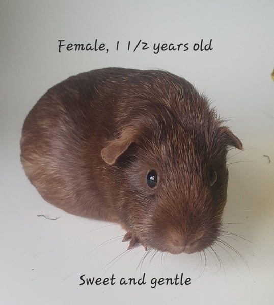 Gorgeous Baby Guinea Pigs, pick up Helensville Carousel 2