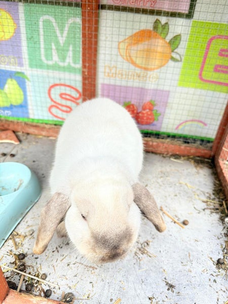 Rabbits / Guinea pig Carousel 2