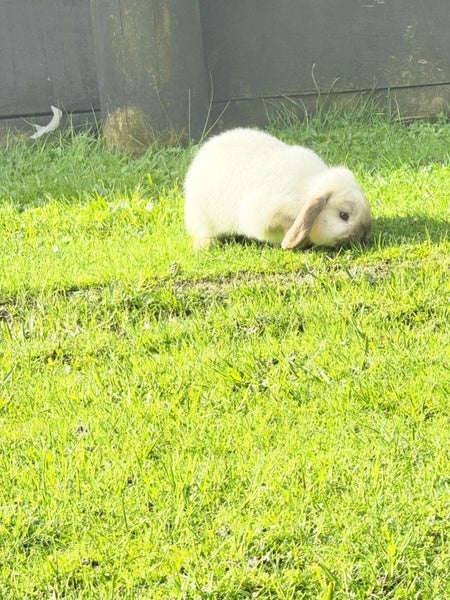 Rabbits / Guinea pig Carousel 3