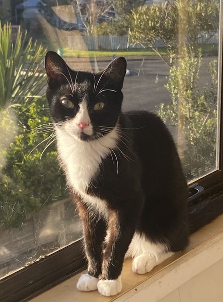 Brave Paws Cat Rescue - Kitten -7 months Bodhi Carousel 1
