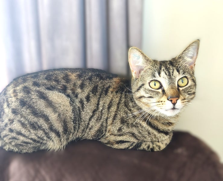 4 year old Female Cat - Looking for a Loving Home Carousel 1