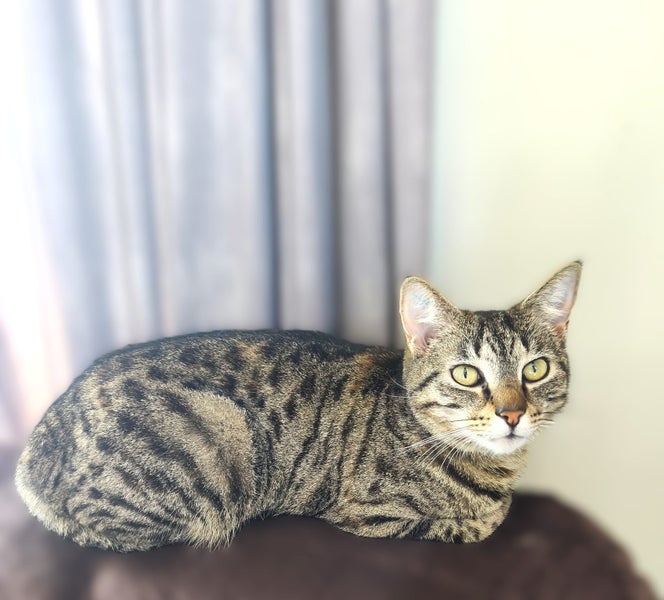 4 year old Female Cat - Looking for a Loving Home Carousel 2