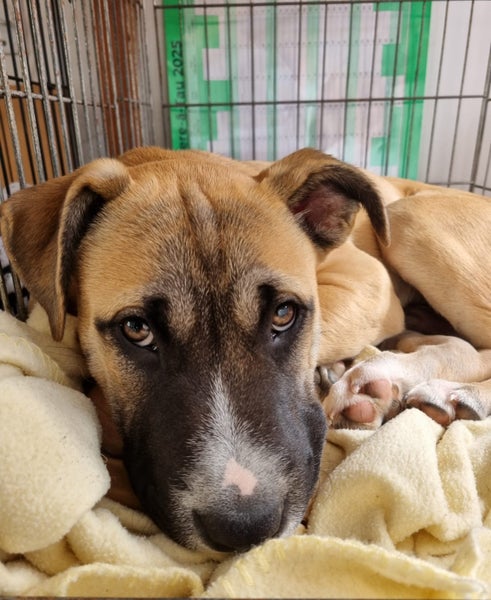 Chase (Ellie's Canine Rescue & Rehome) Carousel 1