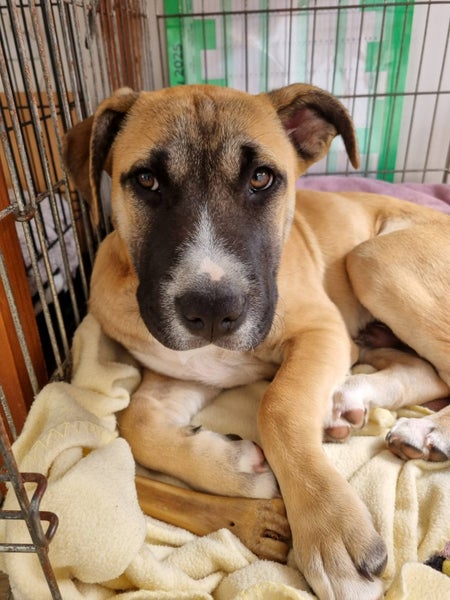Chase (Ellie's Canine Rescue & Rehome) Carousel 2