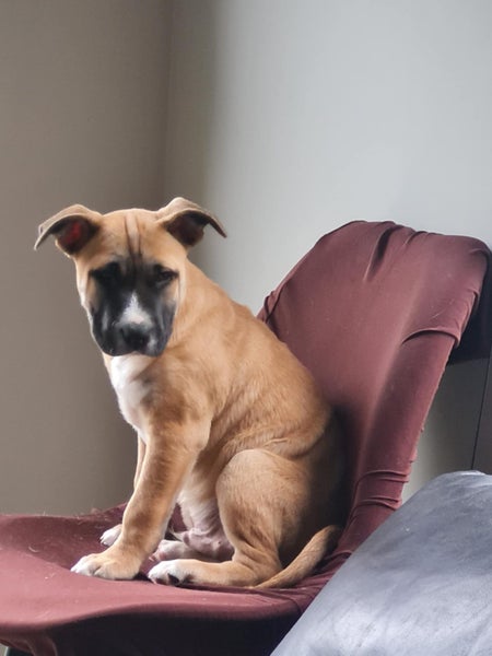 Chase (Ellie's Canine Rescue & Rehome) Carousel 3