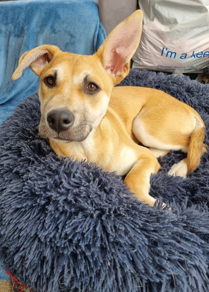 Skye (Ellie's Canine Rescue & Rehome) Carousel 1
