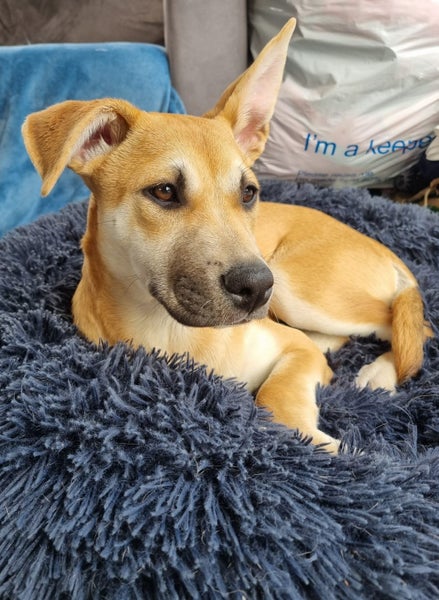Skye (Ellie's Canine Rescue & Rehome) Carousel 2