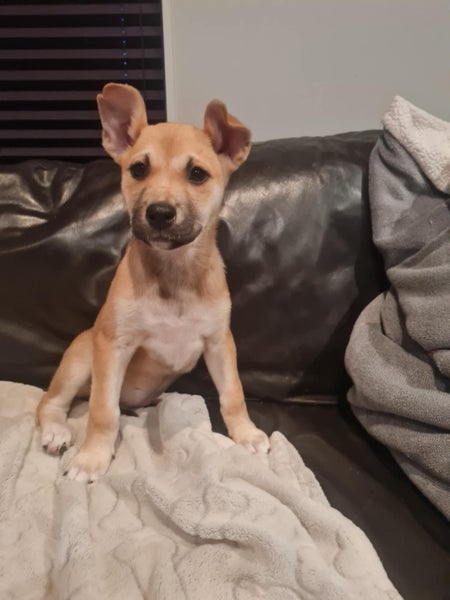 Skye (Ellie's Canine Rescue & Rehome) Carousel 3