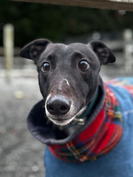 Max- Loving Cat Trainable Greyhound Boy Carousel 1