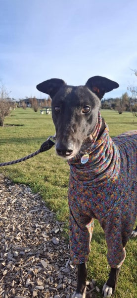 Max- Loving Cat Trainable Greyhound Boy Carousel 2