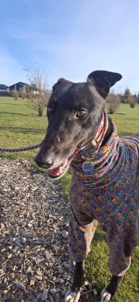 Max- Loving Cat Trainable Greyhound Boy Carousel 4