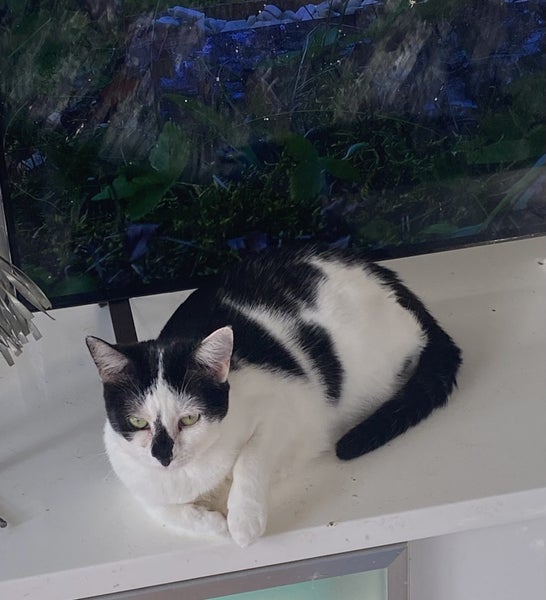 Brave Paws Cat Rescue - Kitten - 10 months SKye Carousel 1