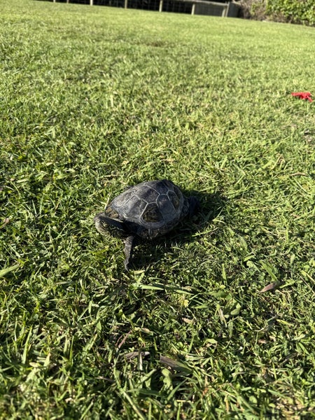 Reeves Turtle with Tank and full set up Carousel 1