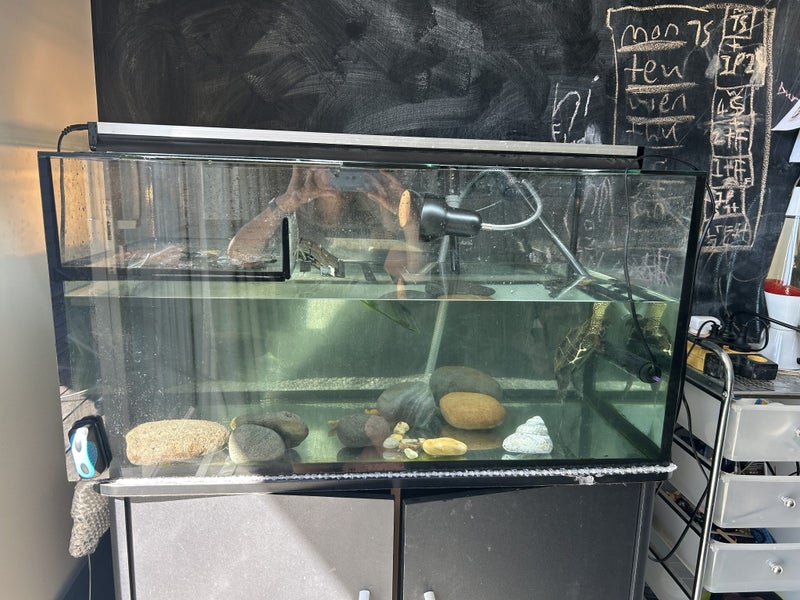Reeves Turtle with Tank and full set up Carousel 2