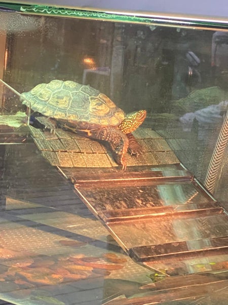 Reeves Turtle with Tank and full set up Carousel 5