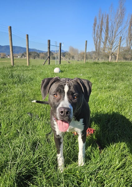 Indigo (Hauraki Pound Pups) Carousel 1