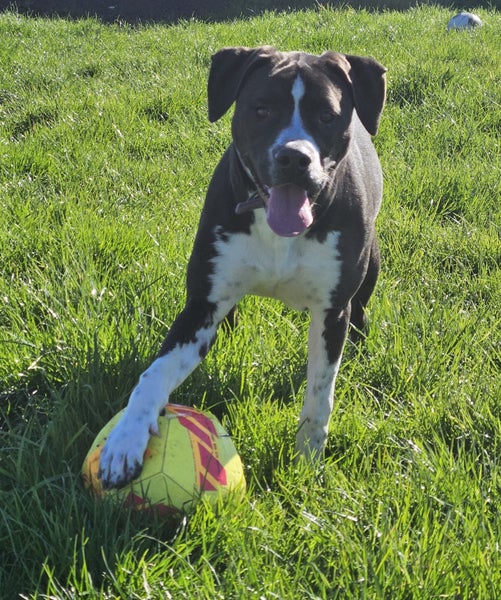 Indigo (Hauraki Pound Pups) Carousel 2