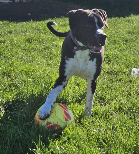 Indigo (Hauraki Pound Pups) Carousel 4