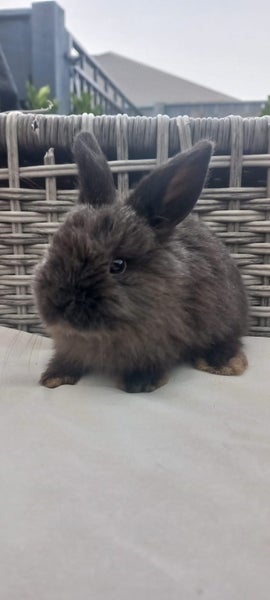 Hand Raised Purebred Mini lop Rabbits Carousel 2