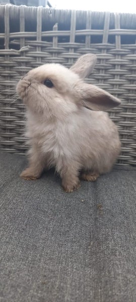 Hand Raised Purebred Mini lop Rabbits Carousel 4