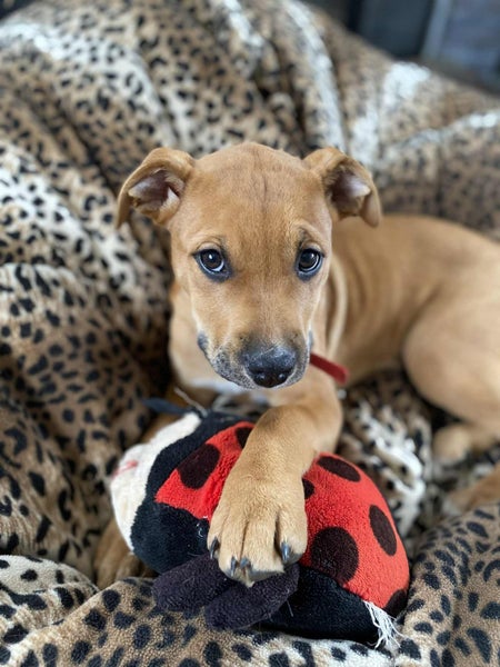 Twix (Hauraki Pound Pups) Carousel 1