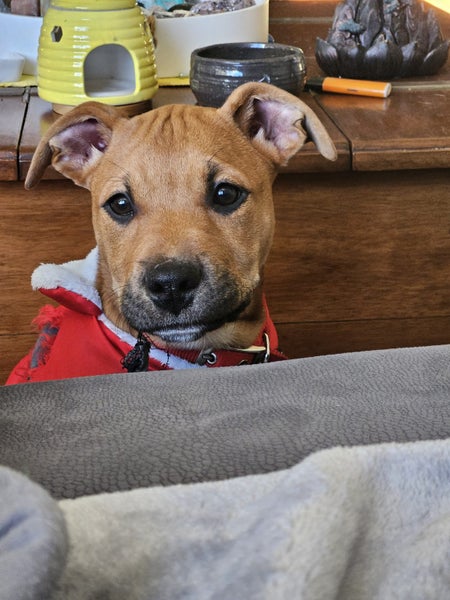 Twix (Hauraki Pound Pups) Carousel 2