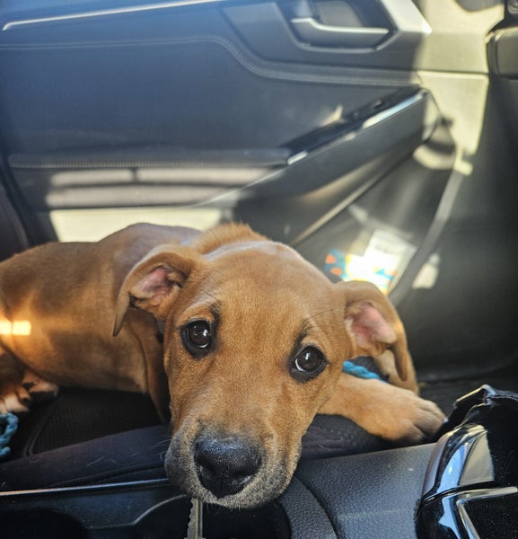Twix (Hauraki Pound Pups) Carousel 6