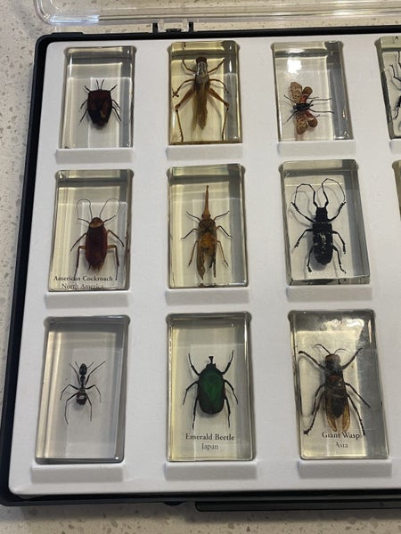 National Geographic 15 resin mounted real life bugs & insects + extras Carousel 2