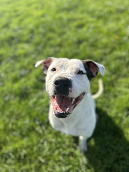 Stanley (Hauraki Pound Pups) Carousel 1