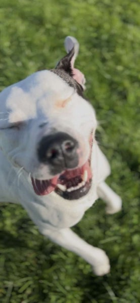 Stanley (Hauraki Pound Pups) Carousel 4