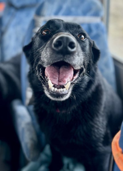 Adopt Indy – Beautiful 8-Year-Old Labrador x Collie Carousel 1