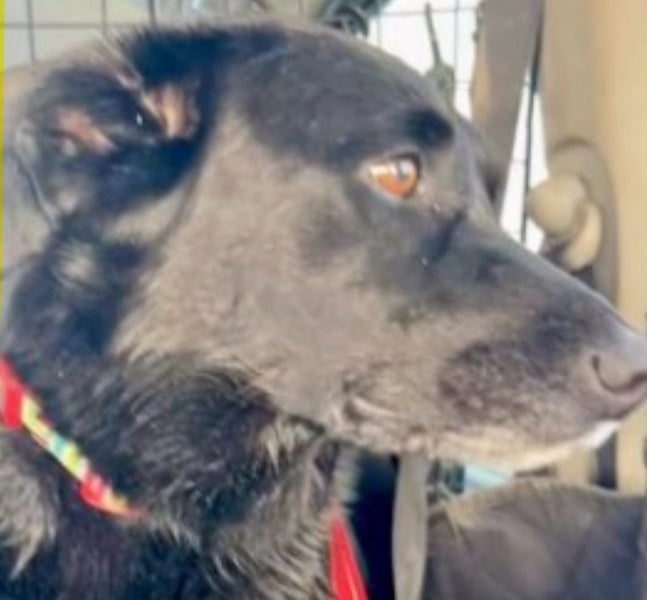 Adopt Indy – Beautiful 8-Year-Old Labrador x Collie Carousel 2