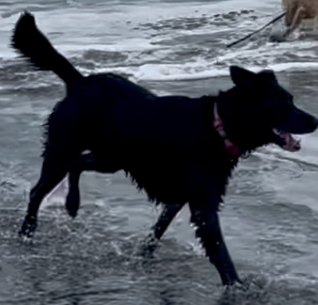 Adopt Indy – Beautiful 8-Year-Old Labrador x Collie Carousel 4