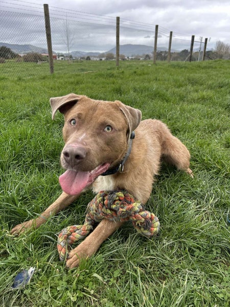 Chewbacca (Hauraki Pound Pups) Carousel 1
