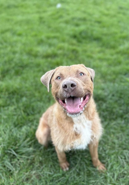 Chewbacca (Hauraki Pound Pups) Carousel 2