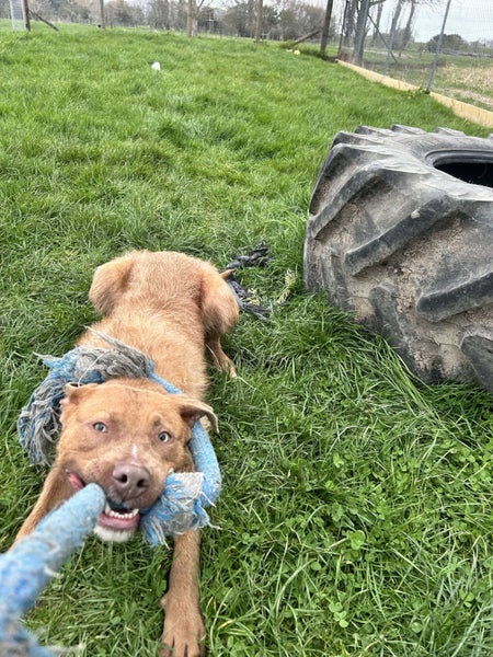 Chewbacca (Hauraki Pound Pups) Carousel 6