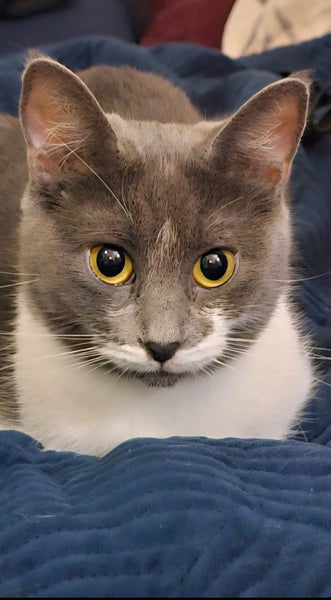 Bean-playful young cat with a Moustache Carousel 1