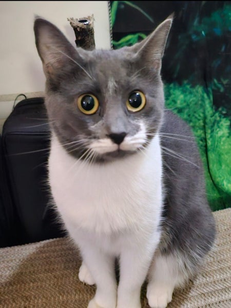 Bean-playful young cat with a Moustache Carousel 2