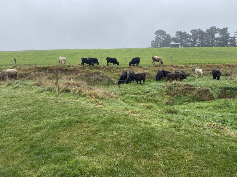 Yearling beef heifers Carousel 1