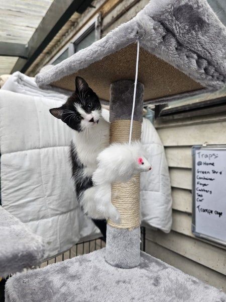 Pixie - WWC Rescue Kitten Carousel 2