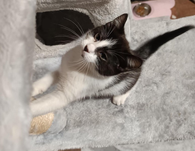 Pixie - WWC Rescue Kitten Carousel 1