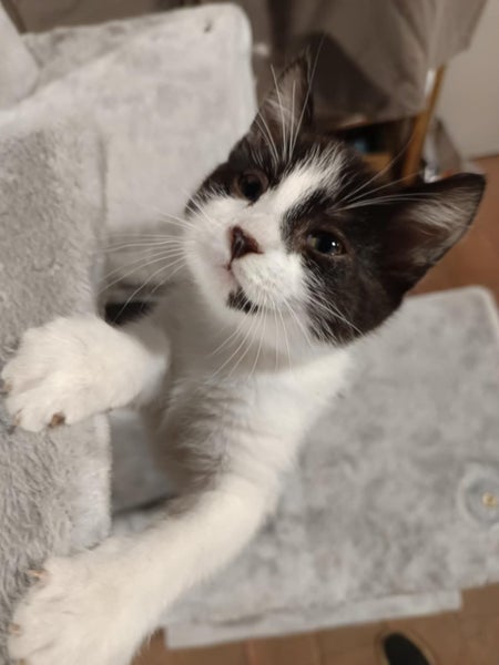 Pixie - WWC Rescue Kitten Carousel 8