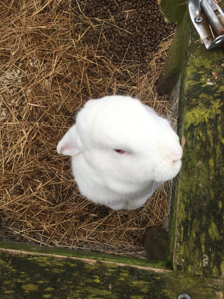 Female Rabbit Carousel 2