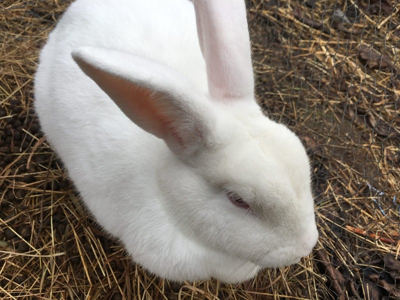 Female Rabbit Carousel 1
