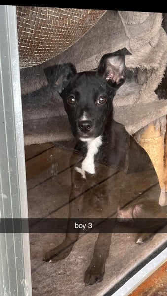 Border collie x Staffy puppies Carousel 1
